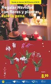 Catálogo Lidl semana 52 Página 52