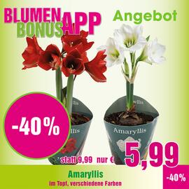 Blumen B&B Flugblatt woche 50 Seite 2