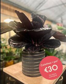 Eurotuin folder week 51 Pagina 4