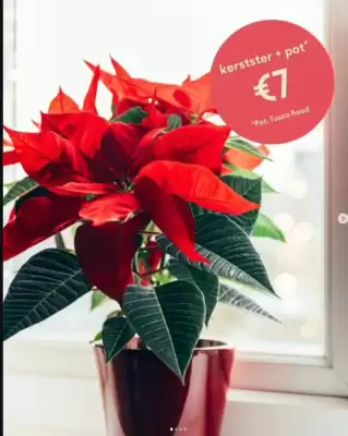 Eurotuin folder (geldig t/m 23-12)