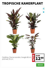 Intratuin folder week 52 Pagina 2