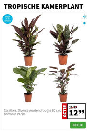 Intratuin folder week 52 Pagina 2