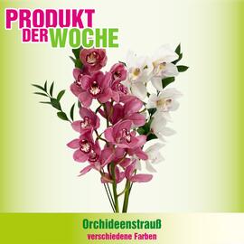 Blumen B&B Flugblatt woche 52 Seite 3