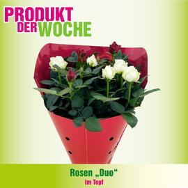 Blumen B&B Flugblatt woche 52 Seite 4