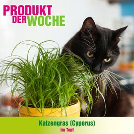 Blumen B&B Flugblatt woche 52 Seite 6