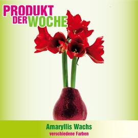 Blumen B&B Flugblatt woche 52 Seite 7