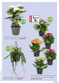 Intratuin folder week 1 Pagina 11