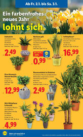 Lidl Flugblatt woche 1 Seite 24