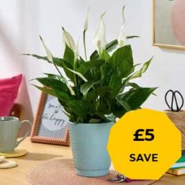 Flying Flowers leaflet week 52 Page 1