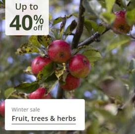 Crocus leaflet Page 10