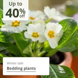 Crocus leaflet Page 11