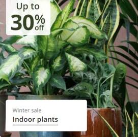 Crocus leaflet Page 12