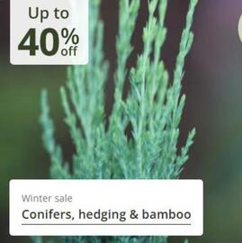 Crocus leaflet Page 16