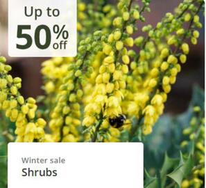 Crocus leaflet Page 2