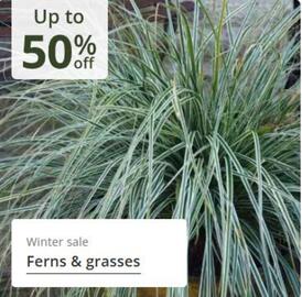 Crocus leaflet Page 7