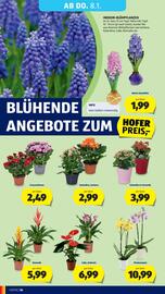 Hofer Flugblatt woche 1 Seite 40