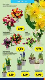 Hofer Flugblatt woche 1 Seite 41