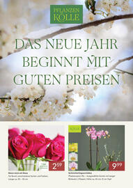 Pflanzen Kölle Prospekt Seite 1