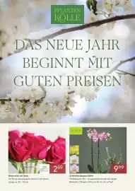 Pflanzen Kölle Prospekt Seite 1