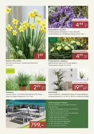 Pflanzen Kölle Prospekt Seite 2