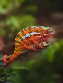 Catalogue Ponant page 62