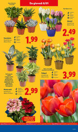 Volantino Lidl settimana 2 Pagina 37