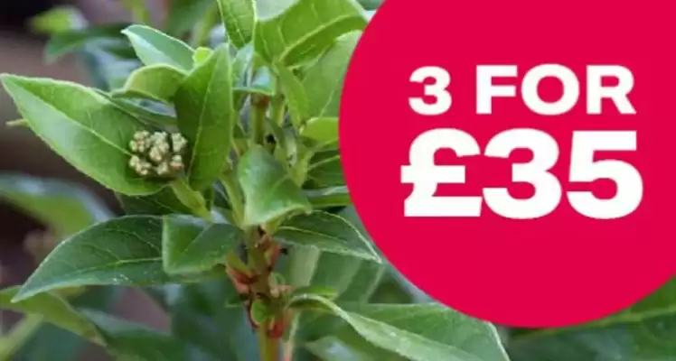 Webbs leaflet (valid until 21-01)