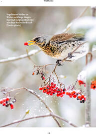 Fressnapf Magazin Seite 13