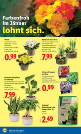 Lidl Flugblatt woche 2 Seite 28