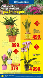 Lidl akciós újság hét 2 Oldal 24