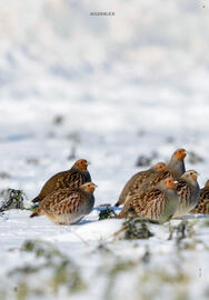 Rossmann Magazin Seite 8