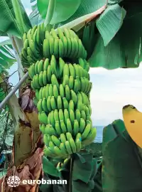 Catálogo Costco Página 142