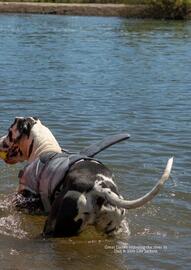 Pets Domain catalogue Page 17