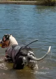 Pets Domain catalogue Page 17