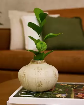 Catálogo Camicado (válido até 12-01)