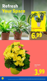Lidl weekly ad Page 22