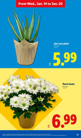Lidl weekly ad Page 23