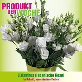 Blumen B&B Flugblatt Seite 5