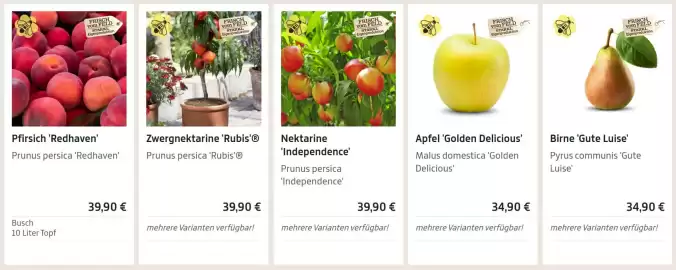 Starkl Flugblatt Seite 1