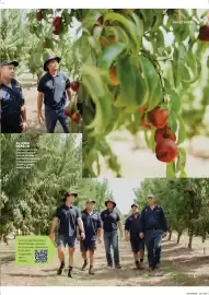 Woolworths catalogue Page 25