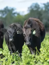 HARRIS FARM catalogue Page 29