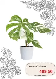 Blomsterlandet reklamblad Sida 2