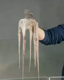 Volantino Mercogel Pagina 2