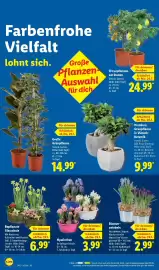 Lidl Prospekt woche 5 Seite 64