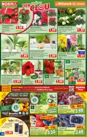 Norma Prospekt woche 5 Seite 14