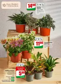 Dino gazetka tydzień 4 Strona 15