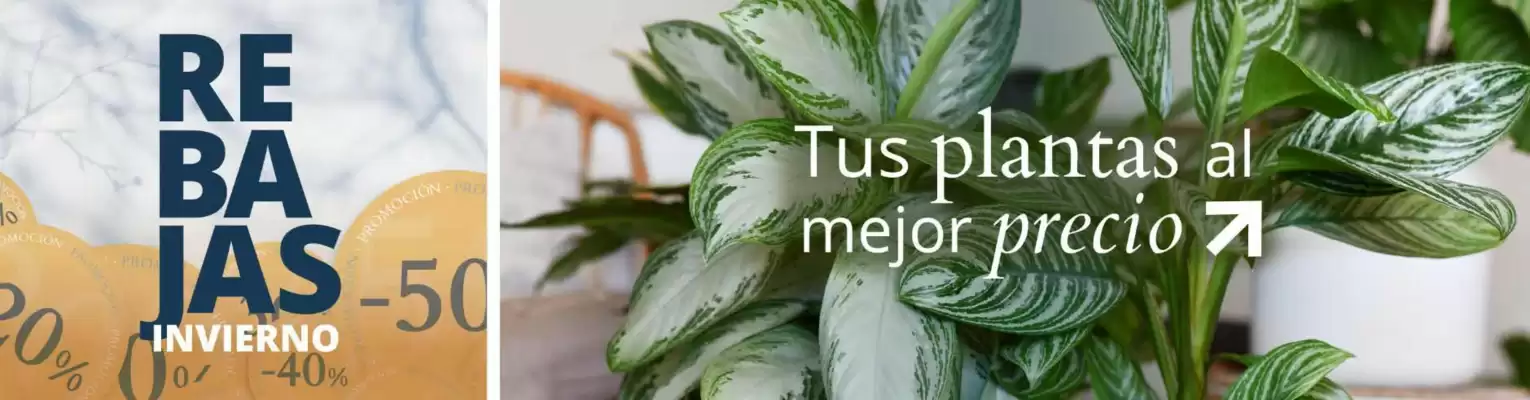 Catálogo Verdecora (válido hasta el 2-02)