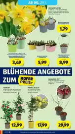 Hofer Flugblatt woche 4 Seite 34