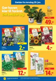Lidl tilbudsavis uge 5 Side 31