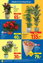 Lidl tilbudsavis uge 5 Side 32